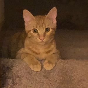 Meet your Posher, Chastity